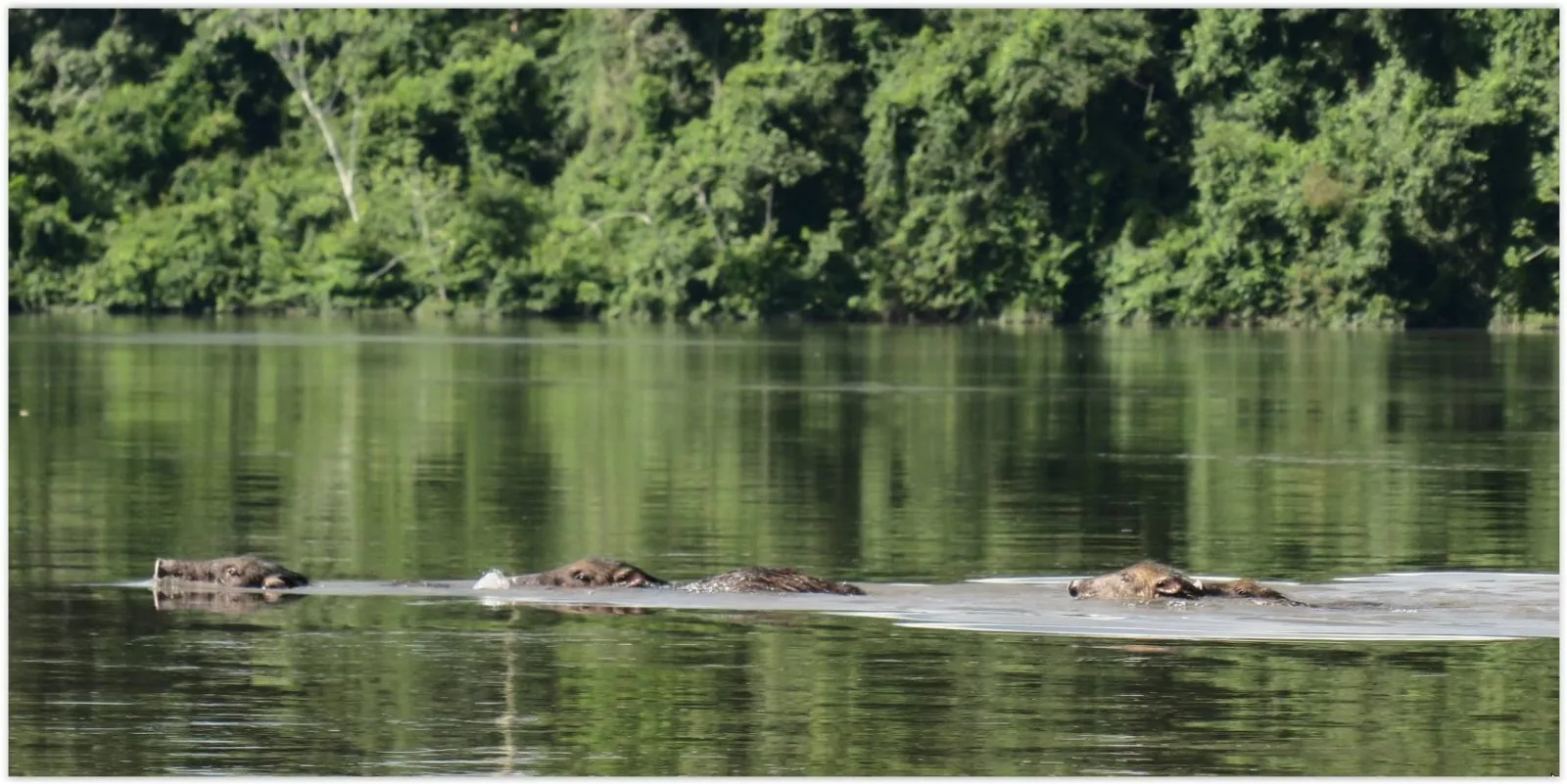 White-lipped peccary swimming across the Amazon river