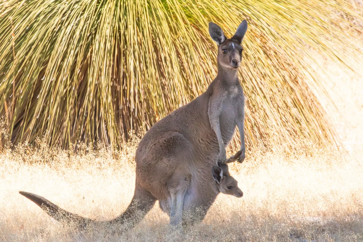 A kangaroo with a joey in its pouch in the Australian bush